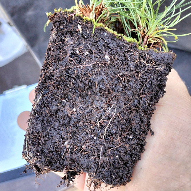 Армерия приморская Альба 1 шт Р9